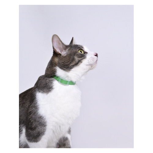 ЧЕТЫРЕ С ХВОСТИКОМ ошейник репеллентный для кошек 35 см зелёный
